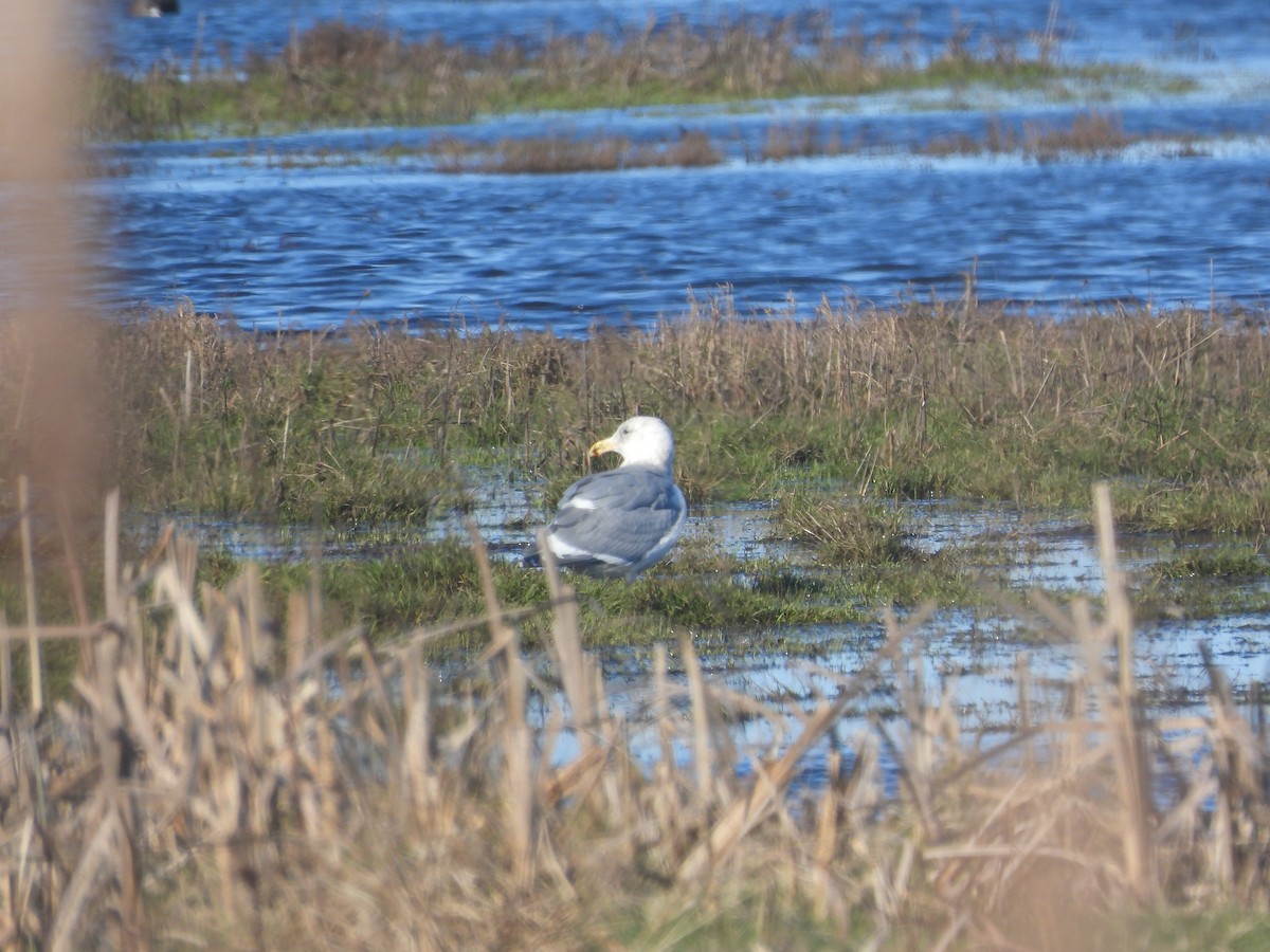 gull sp. - ML629005156