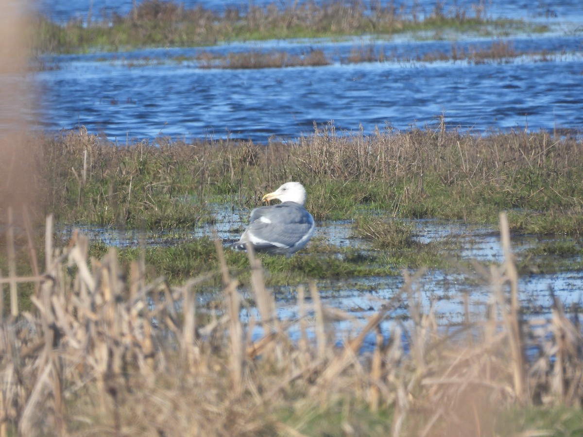 gull sp. - ML629005157