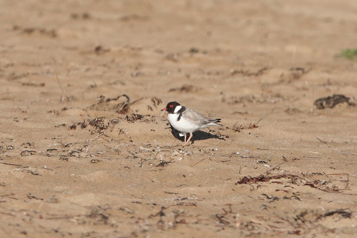 Hooded Plover - ML629005190