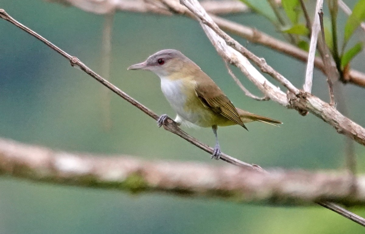 Yellow-green Vireo - ML629005223
