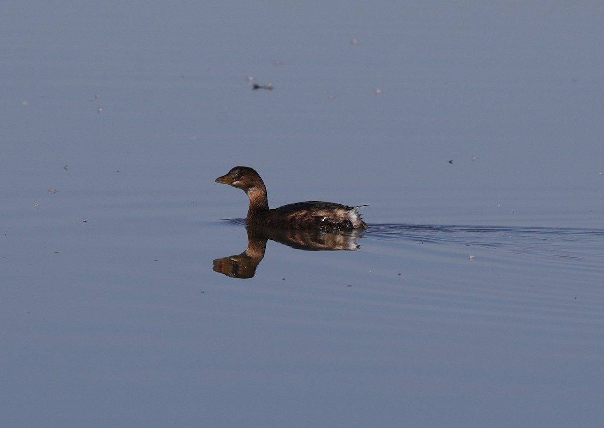 Pied-billed Grebe - ML629005316