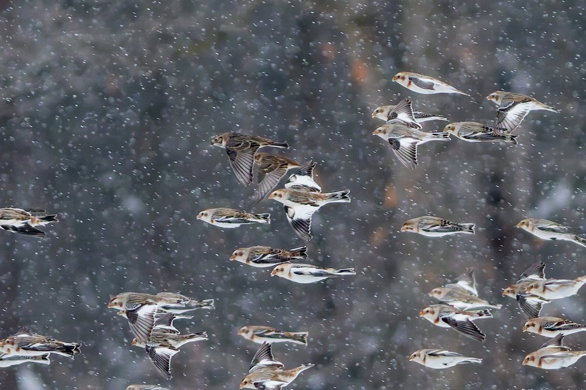 Lapland Longspur - James Kroeker