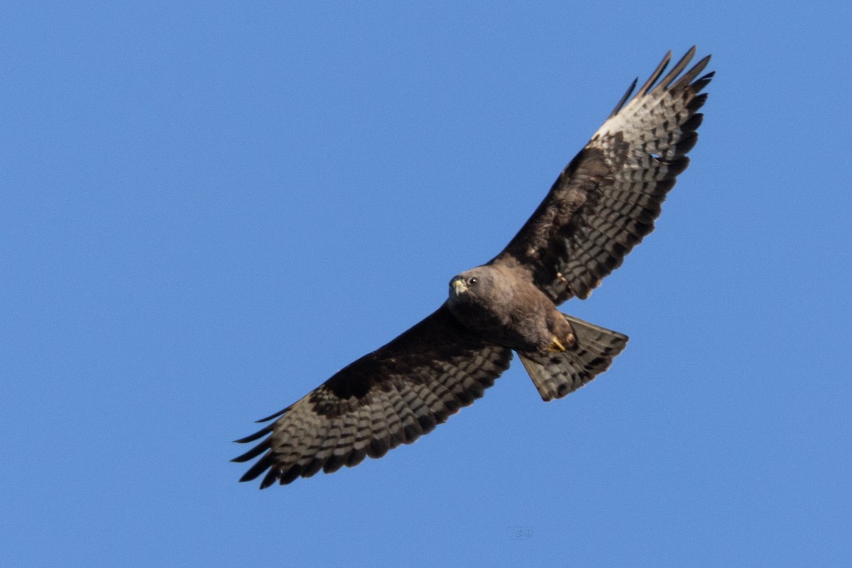 Short-tailed Hawk - ML629005360