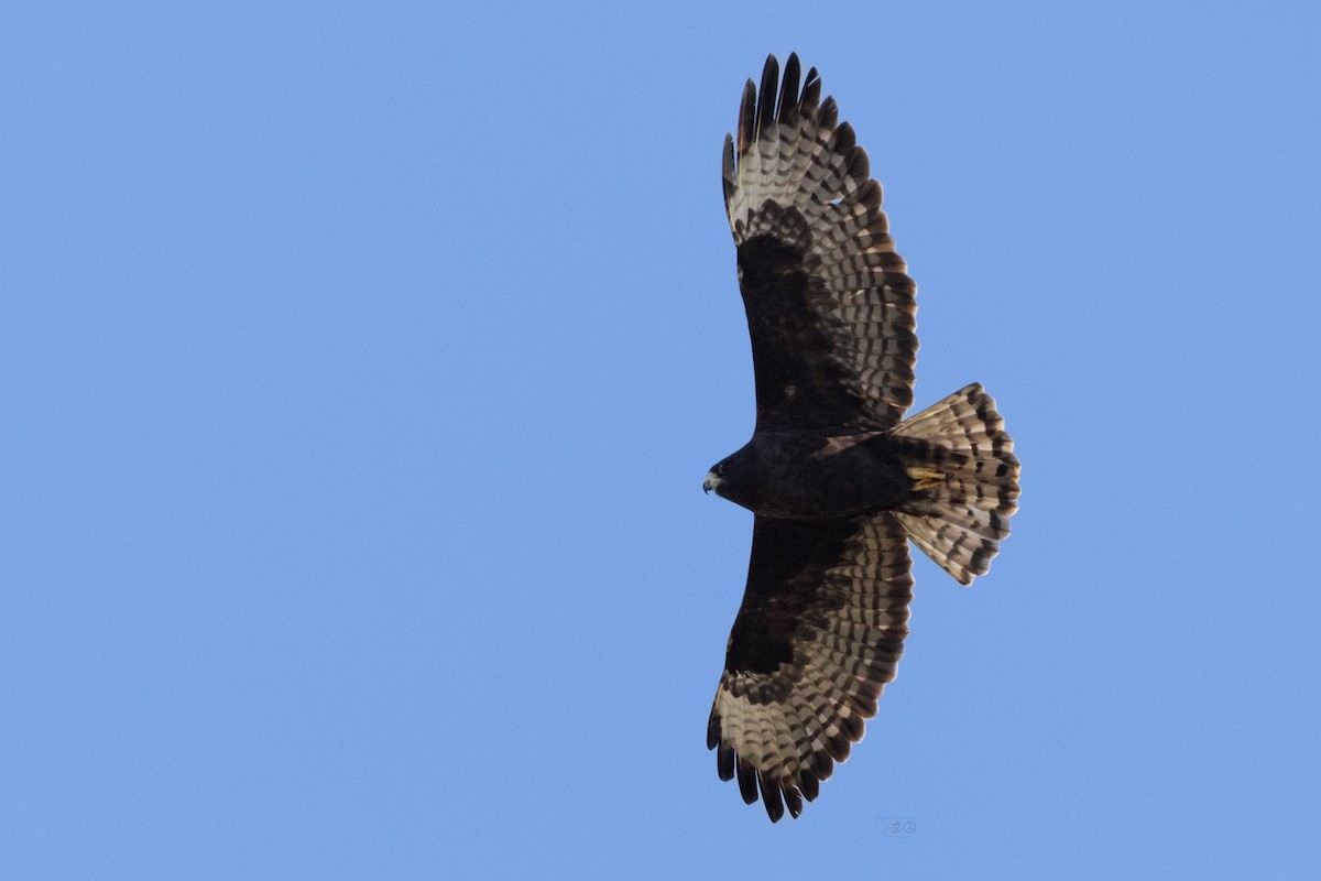 Short-tailed Hawk - ML629005362