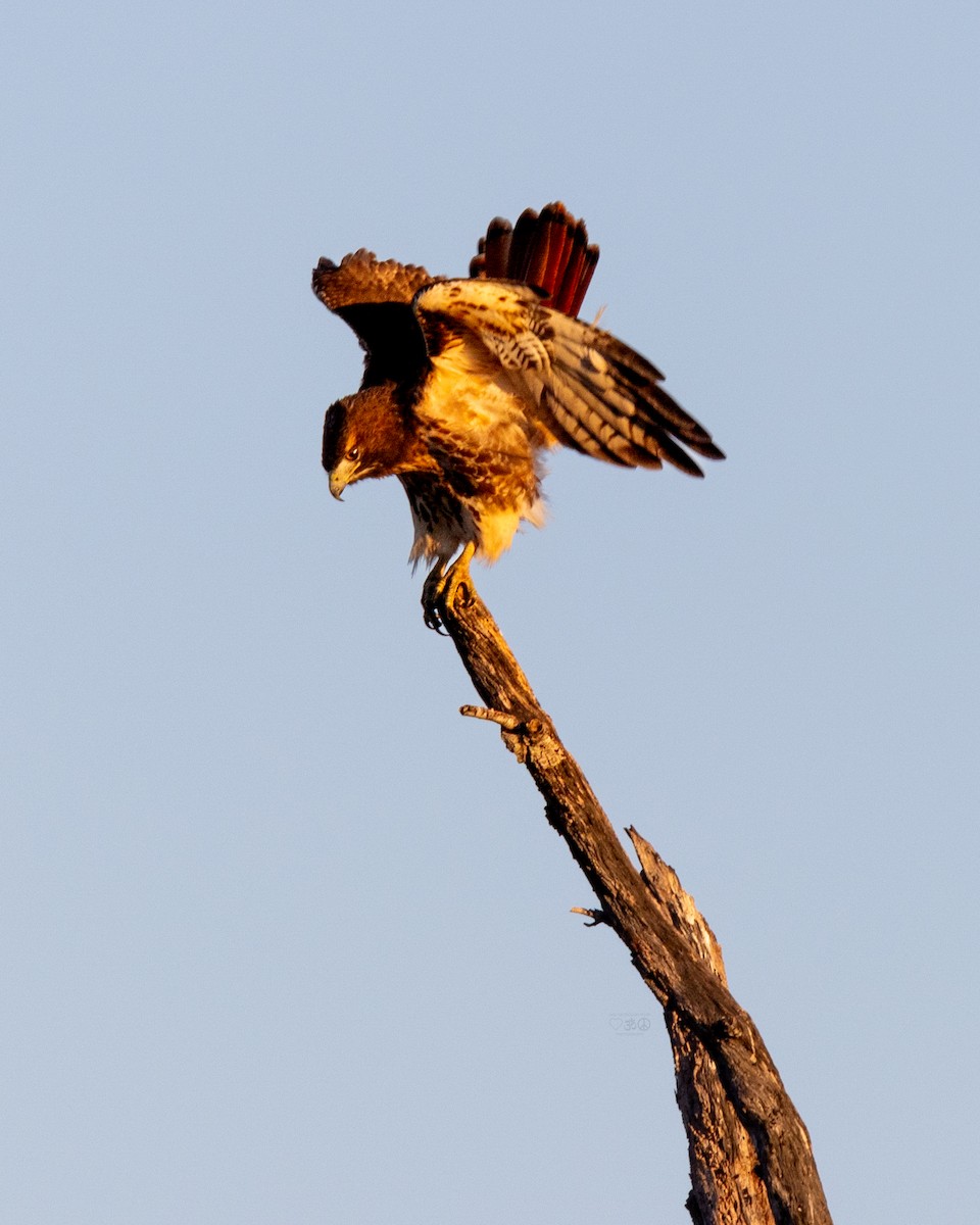 Red-tailed Hawk - ML629005368