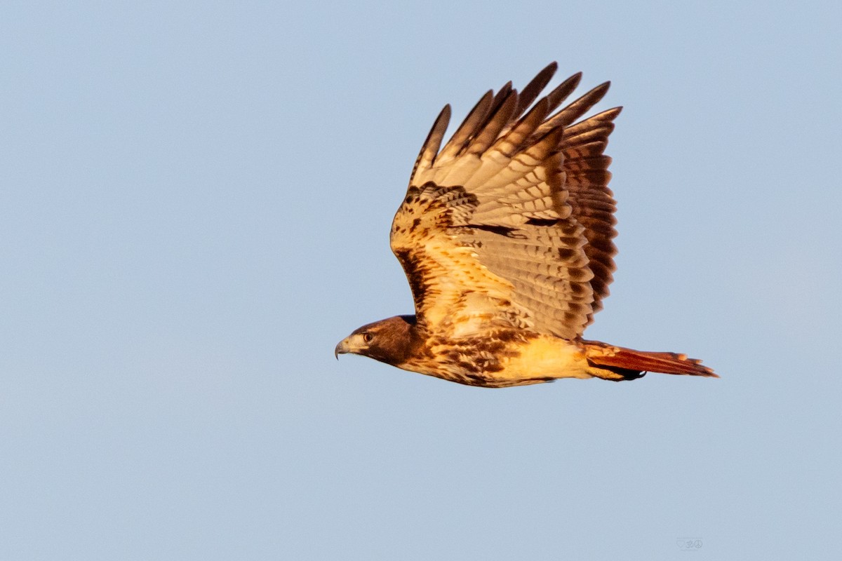 Red-tailed Hawk - ML629005369