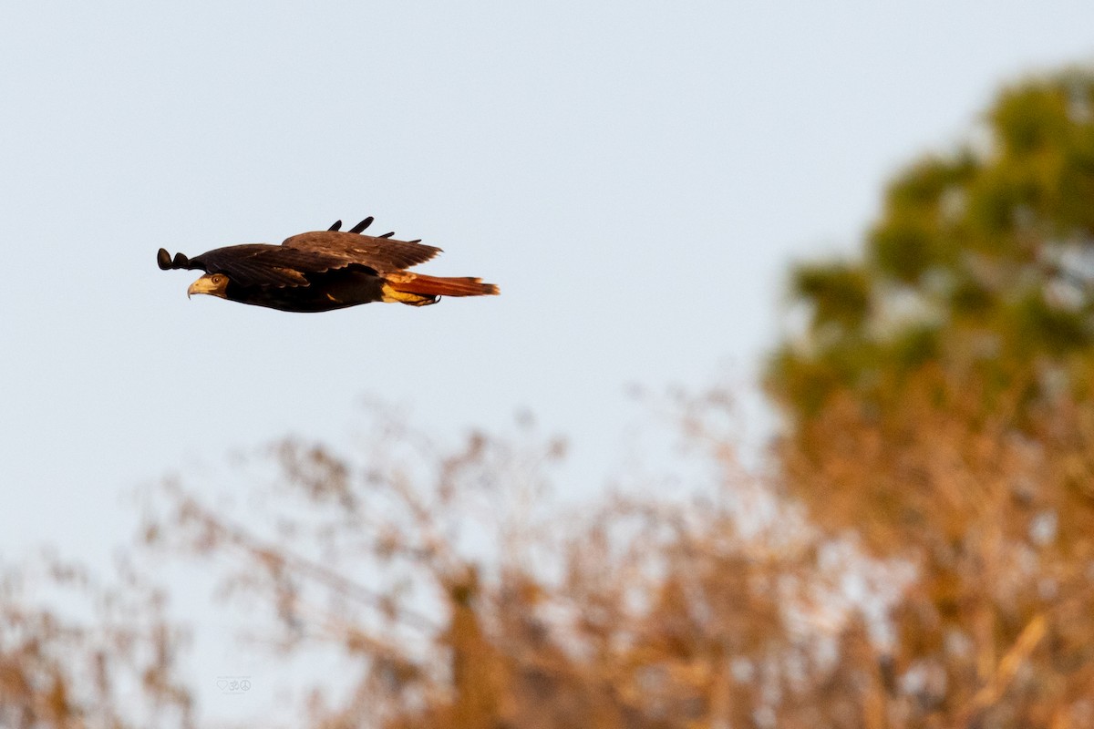 Red-tailed Hawk - ML629005371