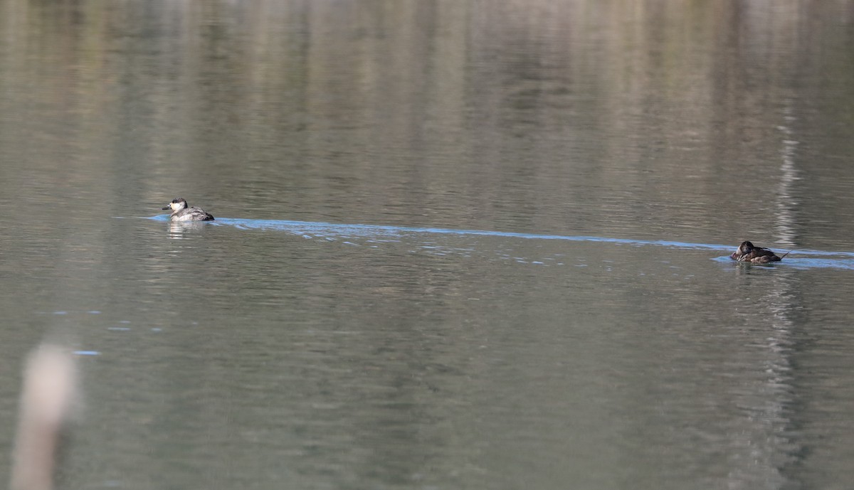 Ruddy Duck - ML629005377