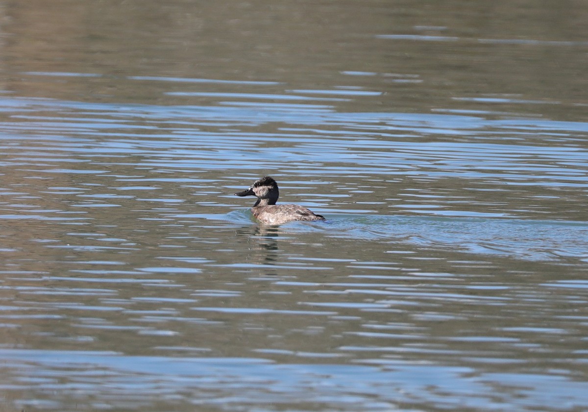 Ruddy Duck - ML629005378