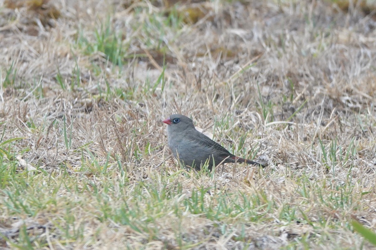 Beautiful Firetail - ML629005393