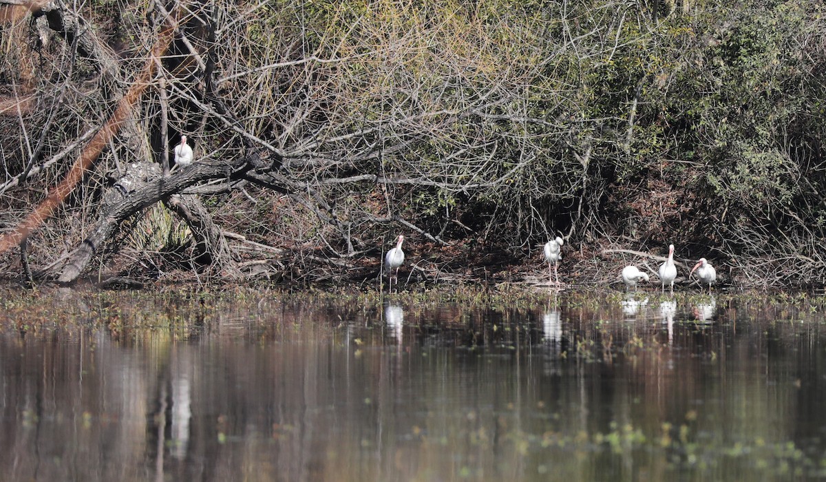 White Ibis - ML629005394