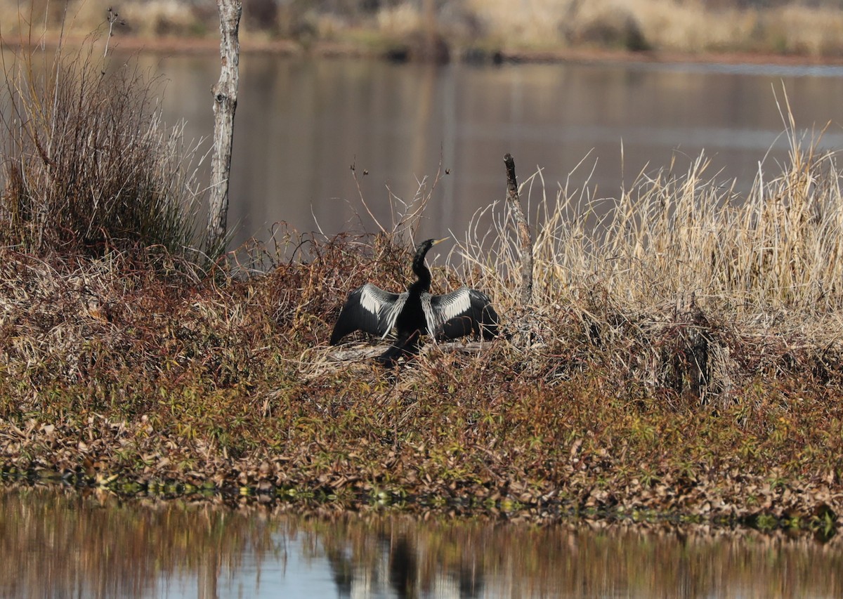 Anhinga - ML629005422