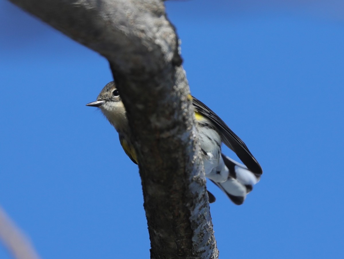 Yellow-rumped Warbler - ML629005439