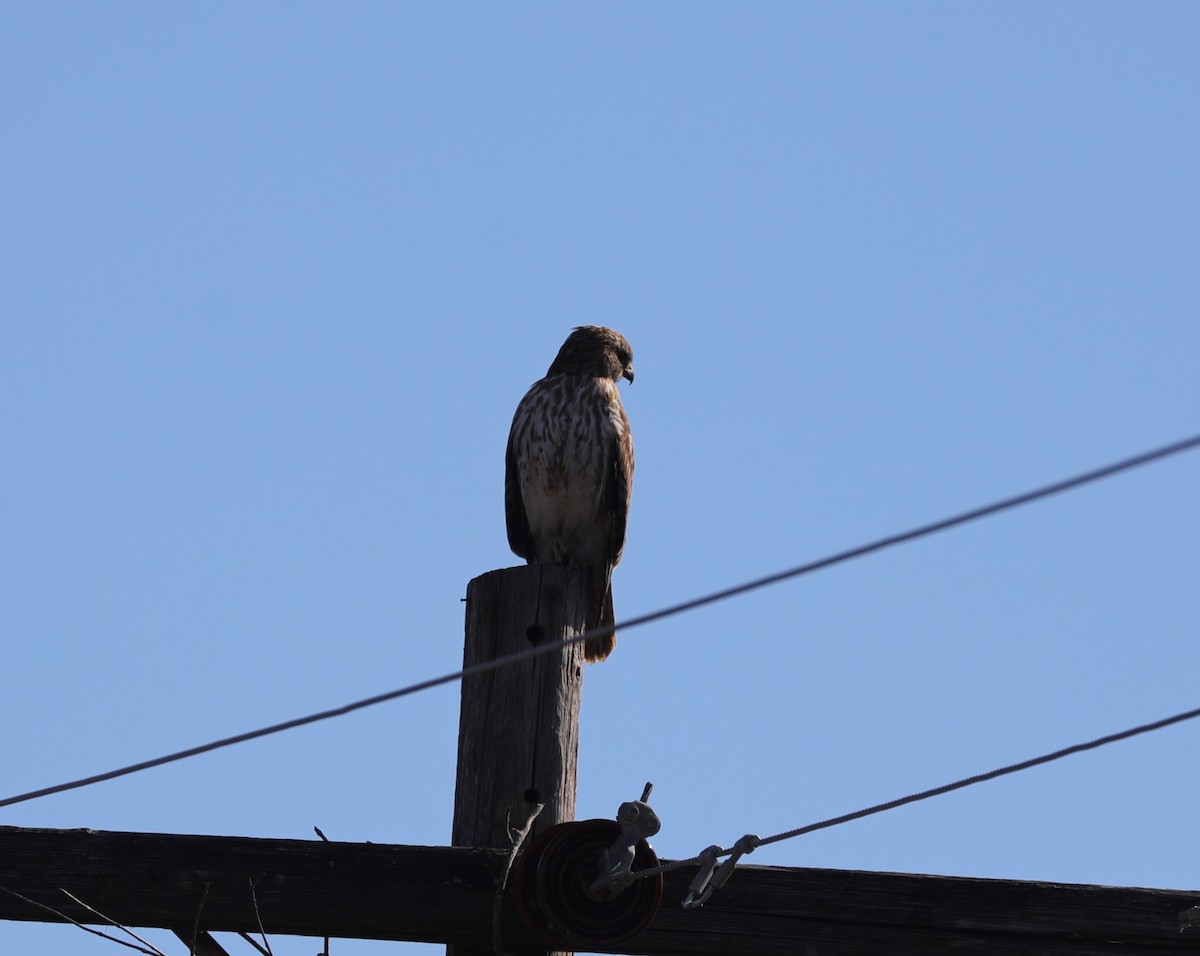 Red-shouldered Hawk - ML629005456