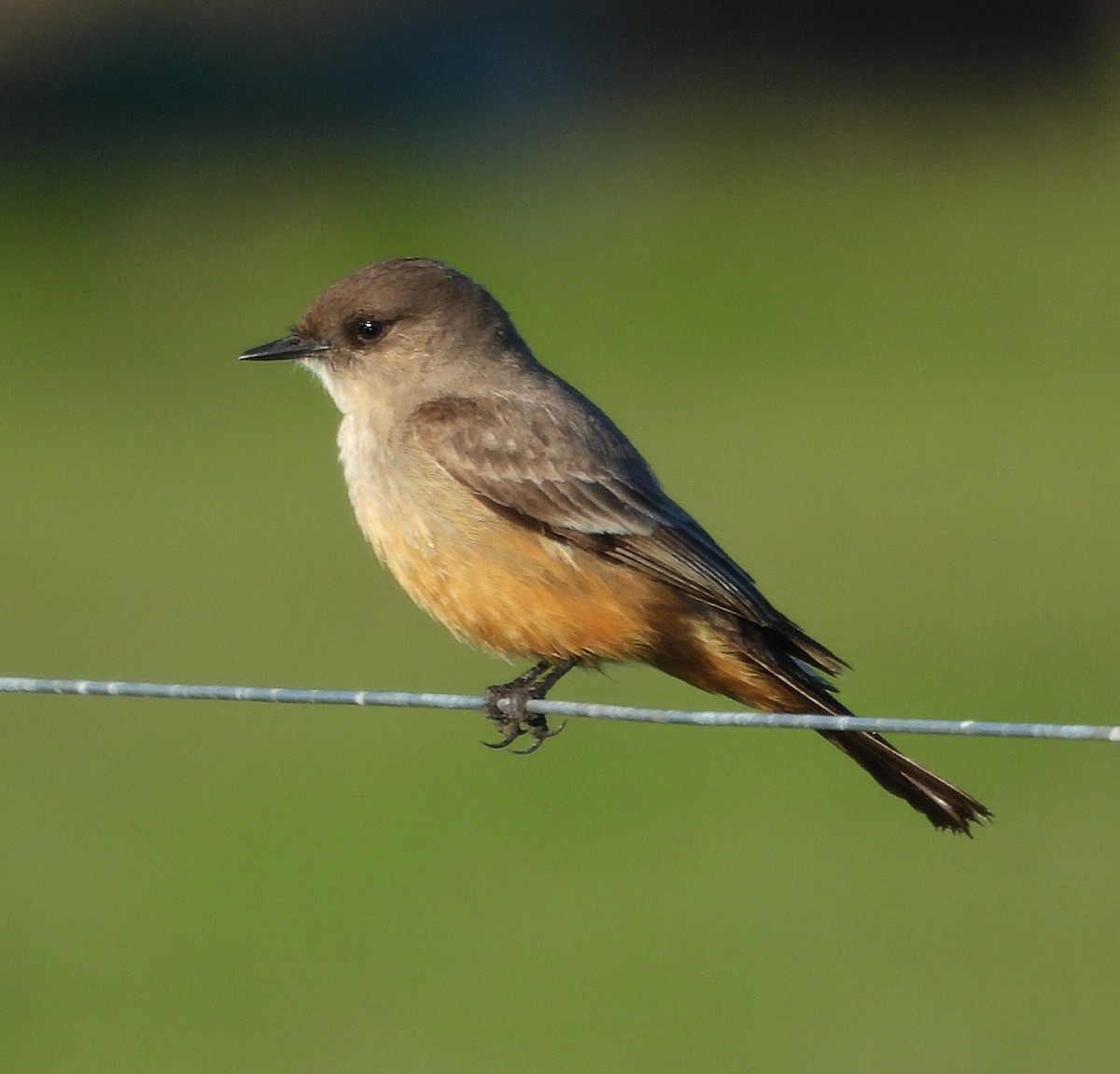 Say's Phoebe - ML629005477