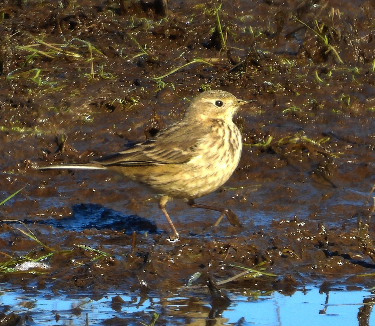 American Pipit - ML629005481