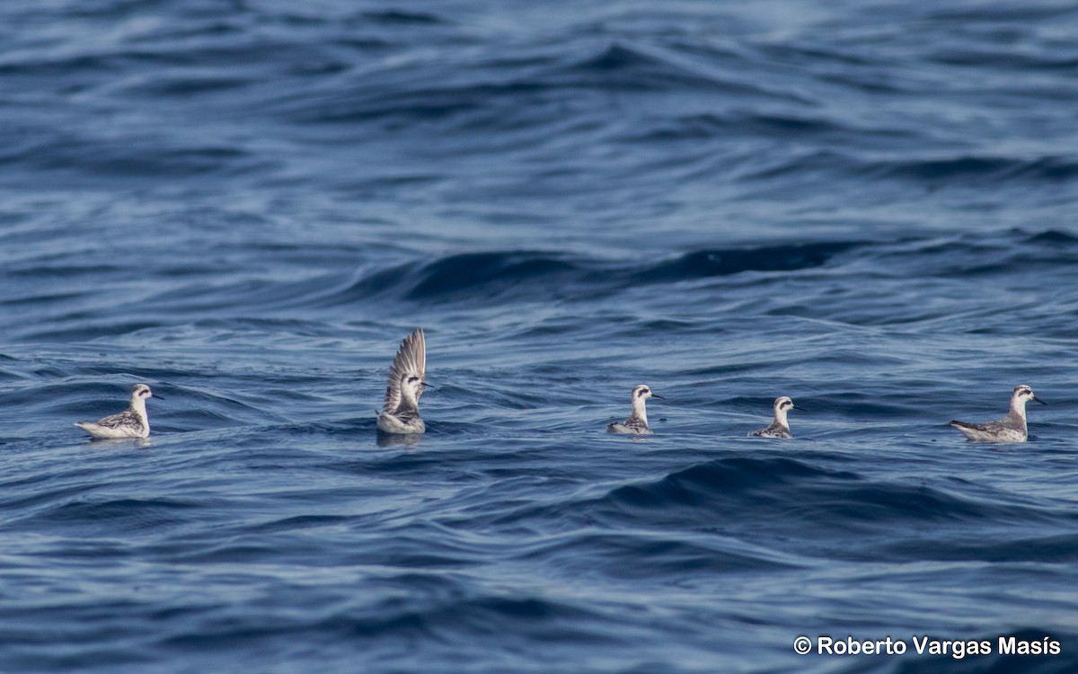 Red-necked Phalarope - ML629005497