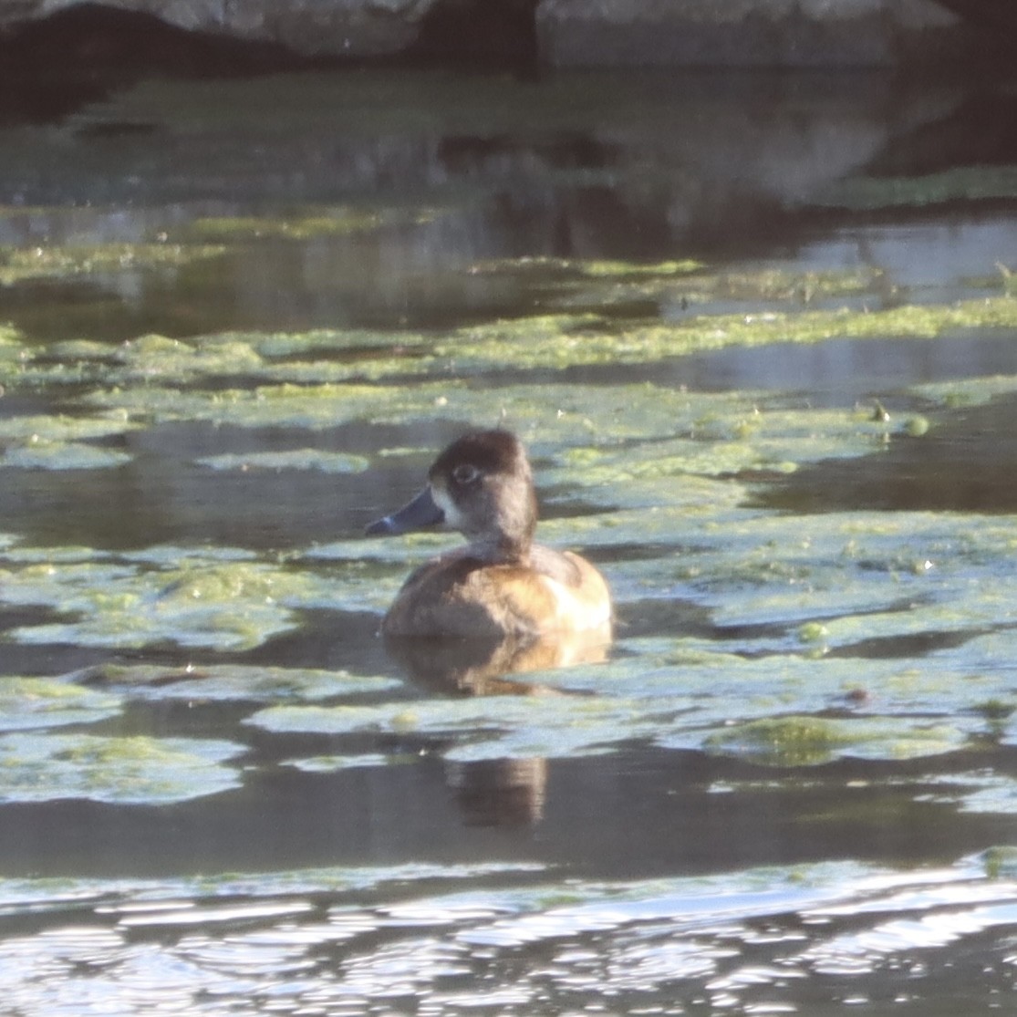 Ring-necked Duck - ML629005544