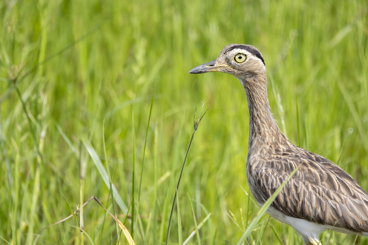 Double-striped Thick-knee - ML629005559