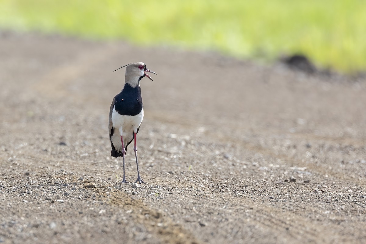 Southern Lapwing - ML629005562