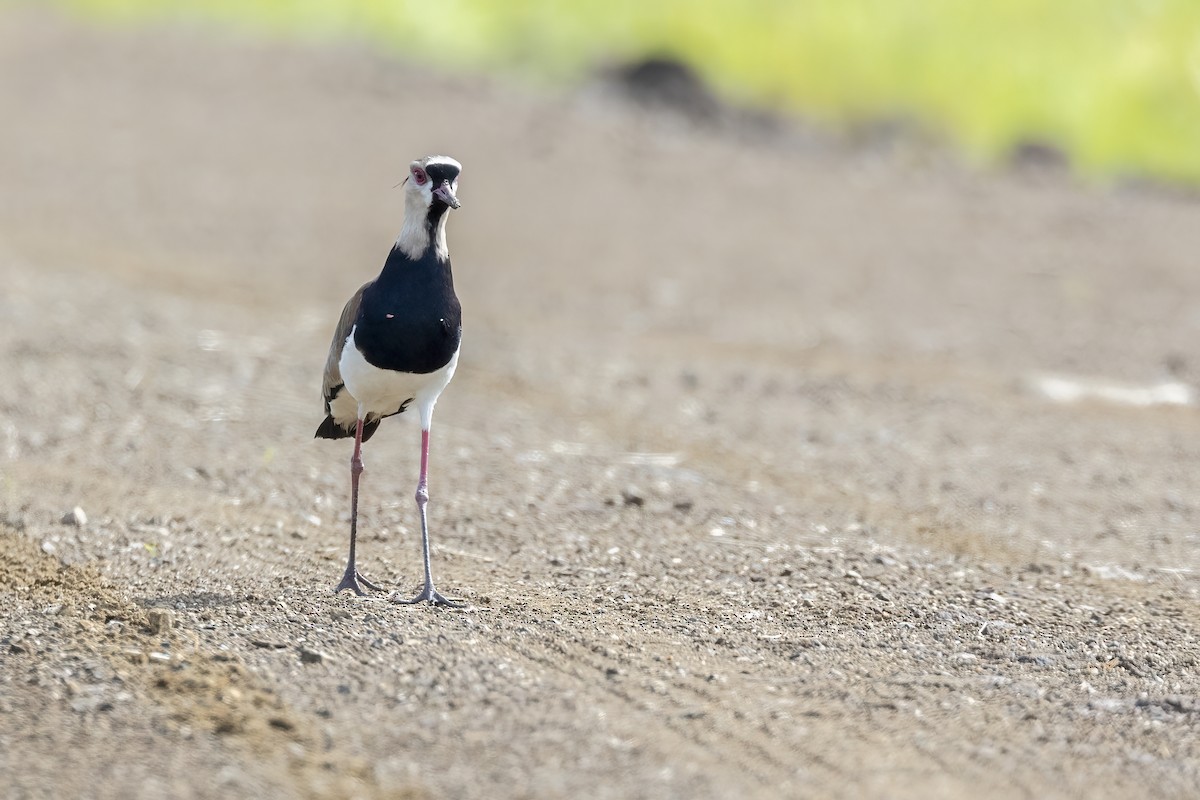 Southern Lapwing - ML629005563