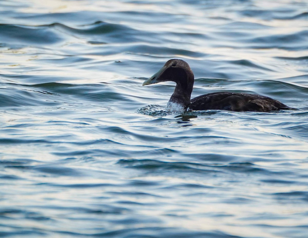 Common Eider - ML629005614