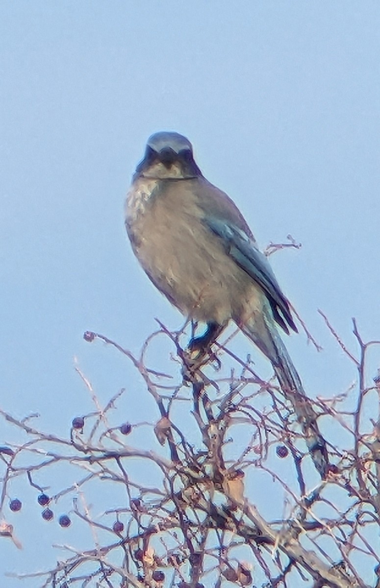 Woodhouse's Scrub-Jay - ML629005624
