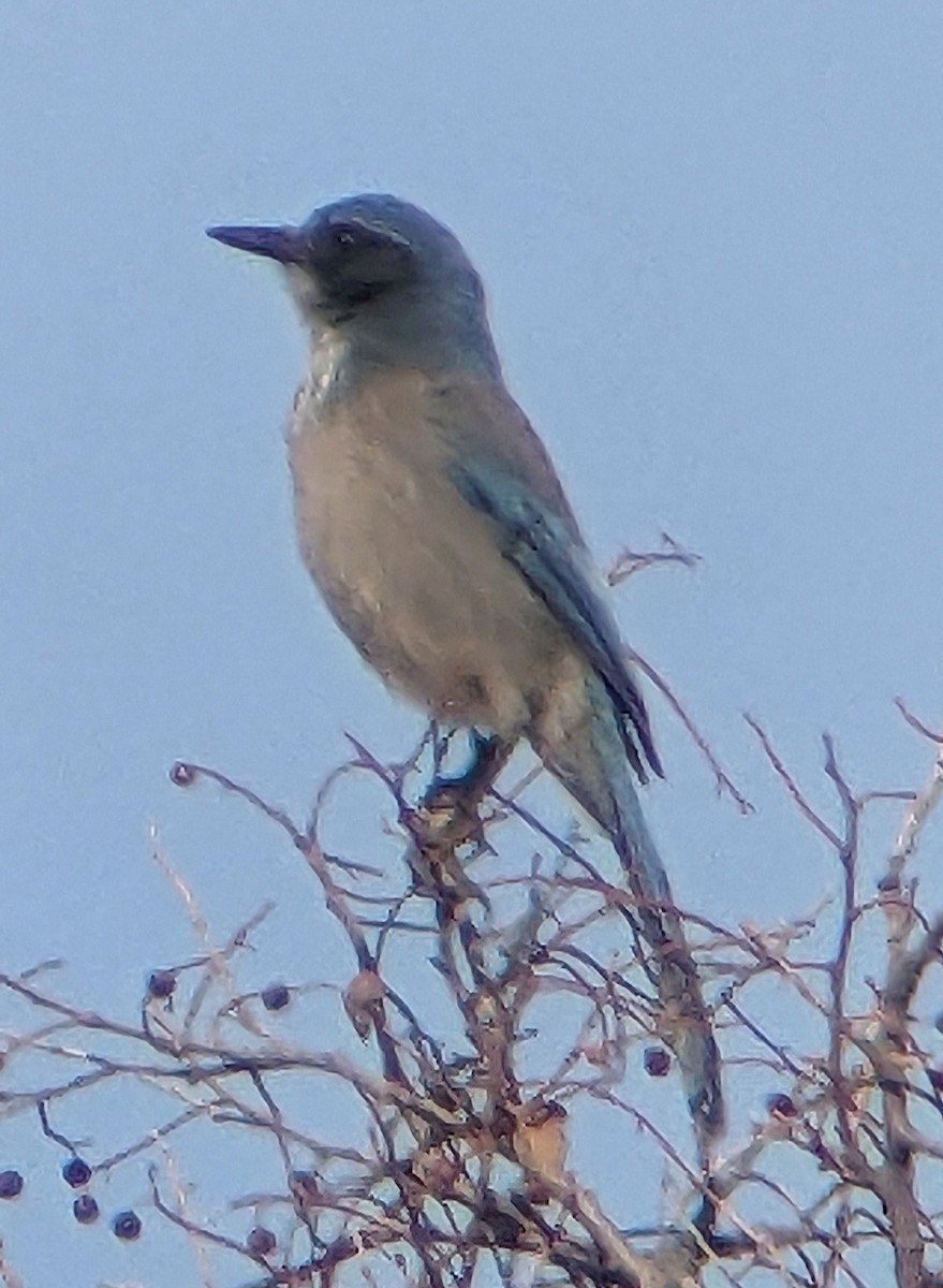 Woodhouse's Scrub-Jay - ML629005625