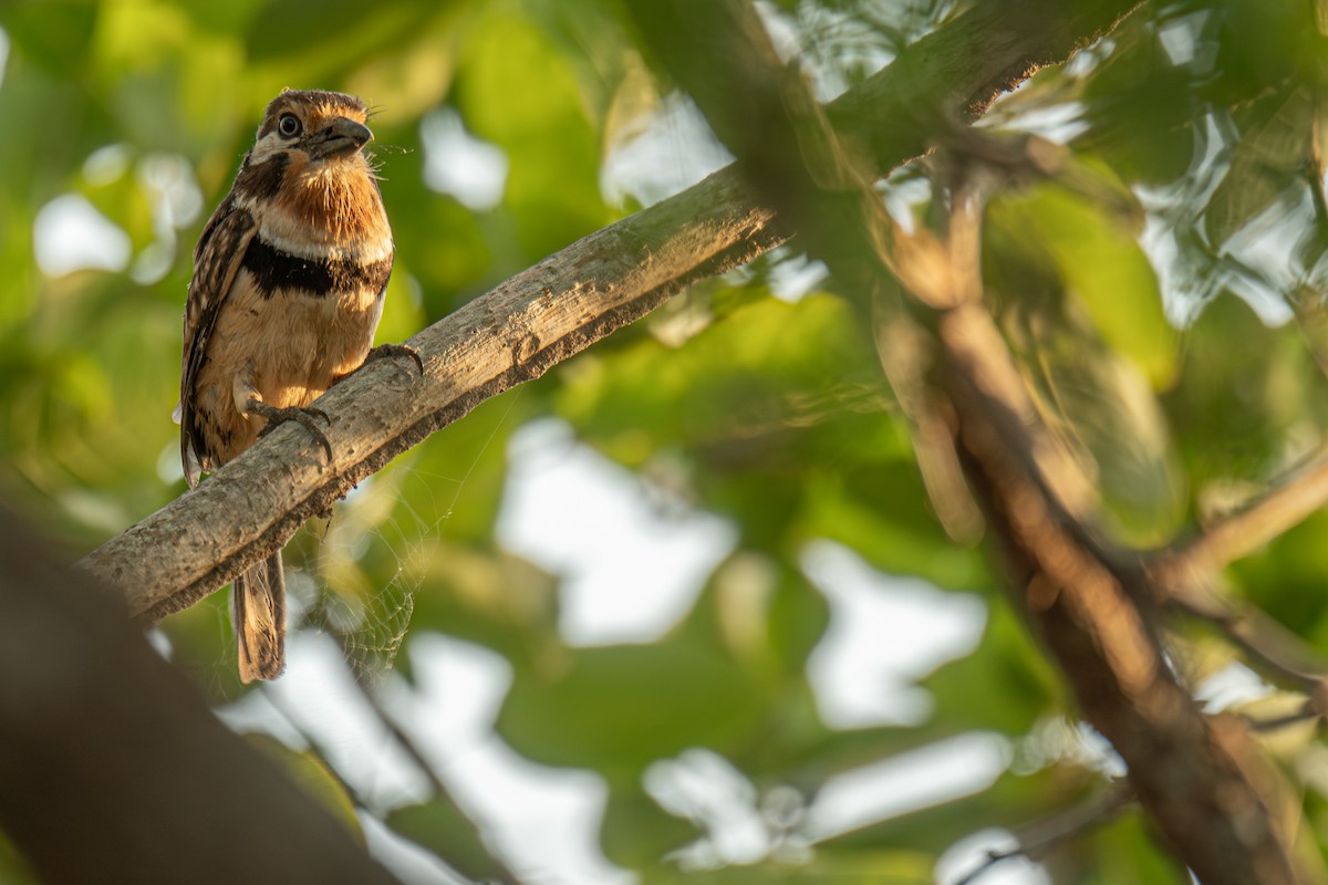 Russet-throated Puffbird - ML629005762