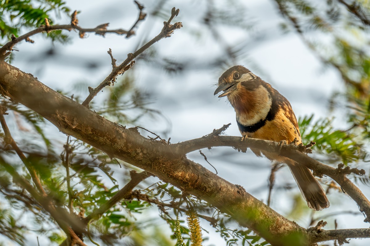 Russet-throated Puffbird - ML629005765