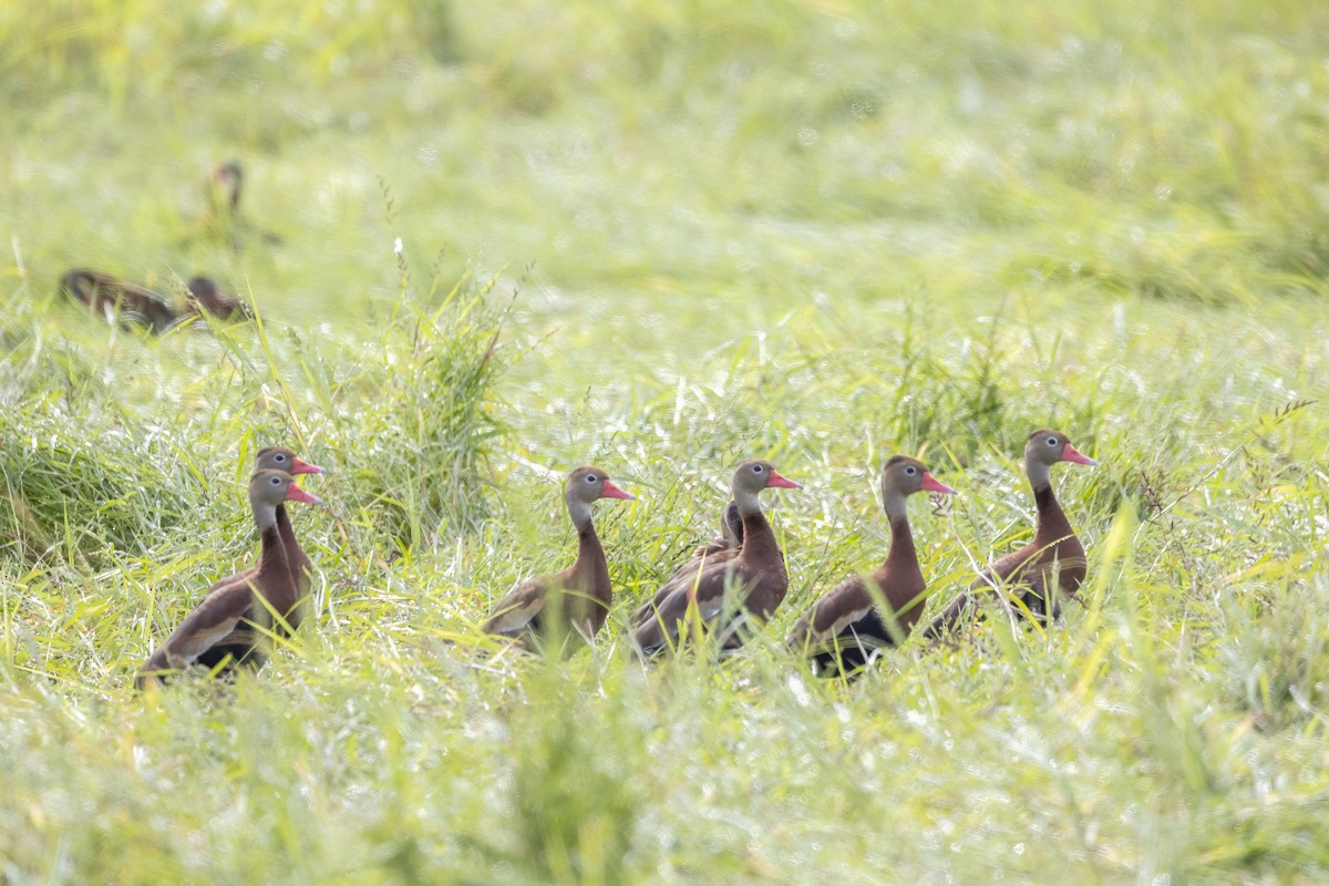 Black-bellied Whistling-Duck - ML629005825