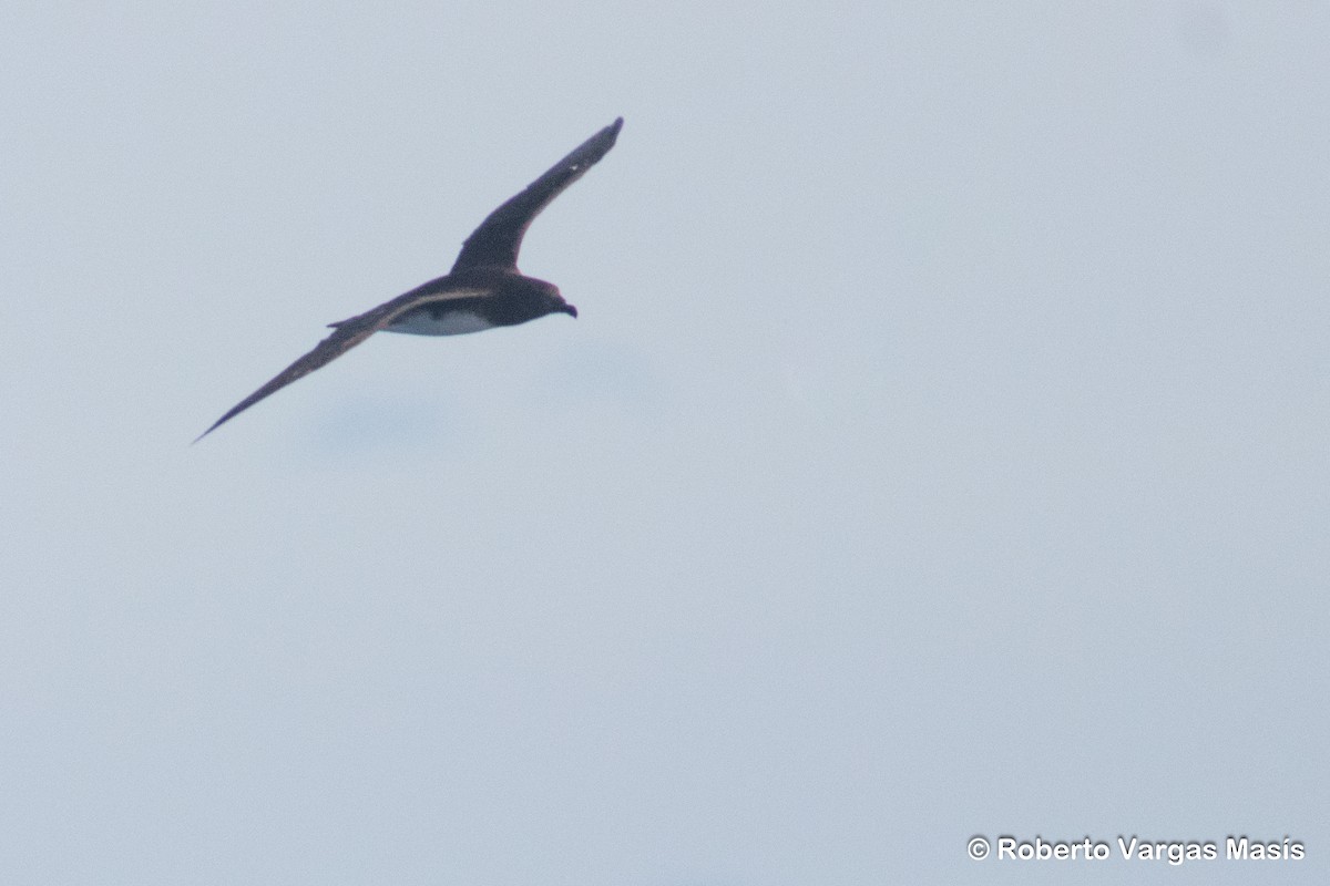Tahiti Petrel - ML629005864