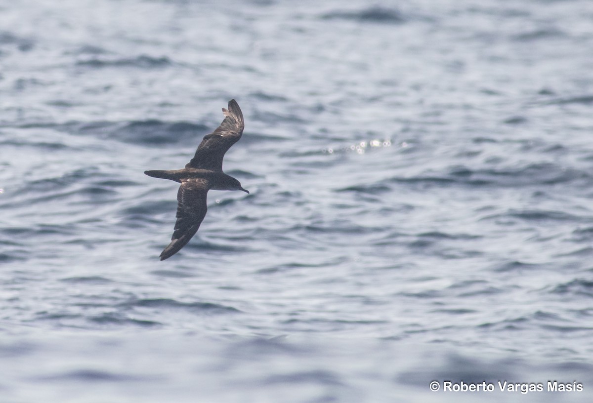 Wedge-tailed Shearwater - ML629005867