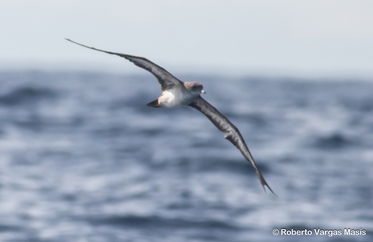 Pink-footed Shearwater - ML629005875