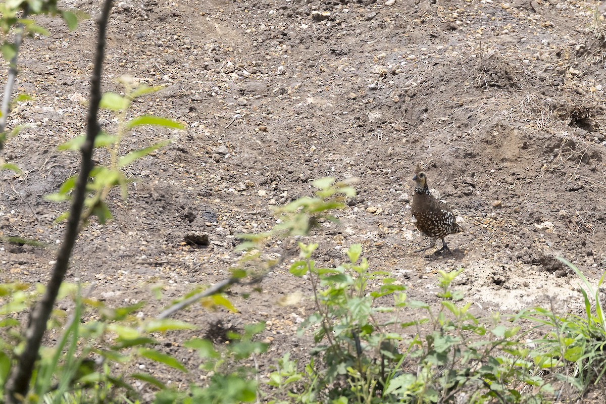 Spot-bellied Bobwhite - ML629006059