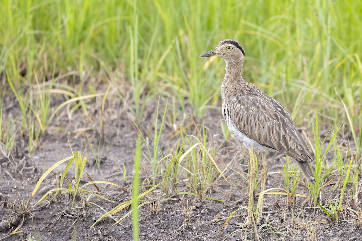 Double-striped Thick-knee - ML629006184