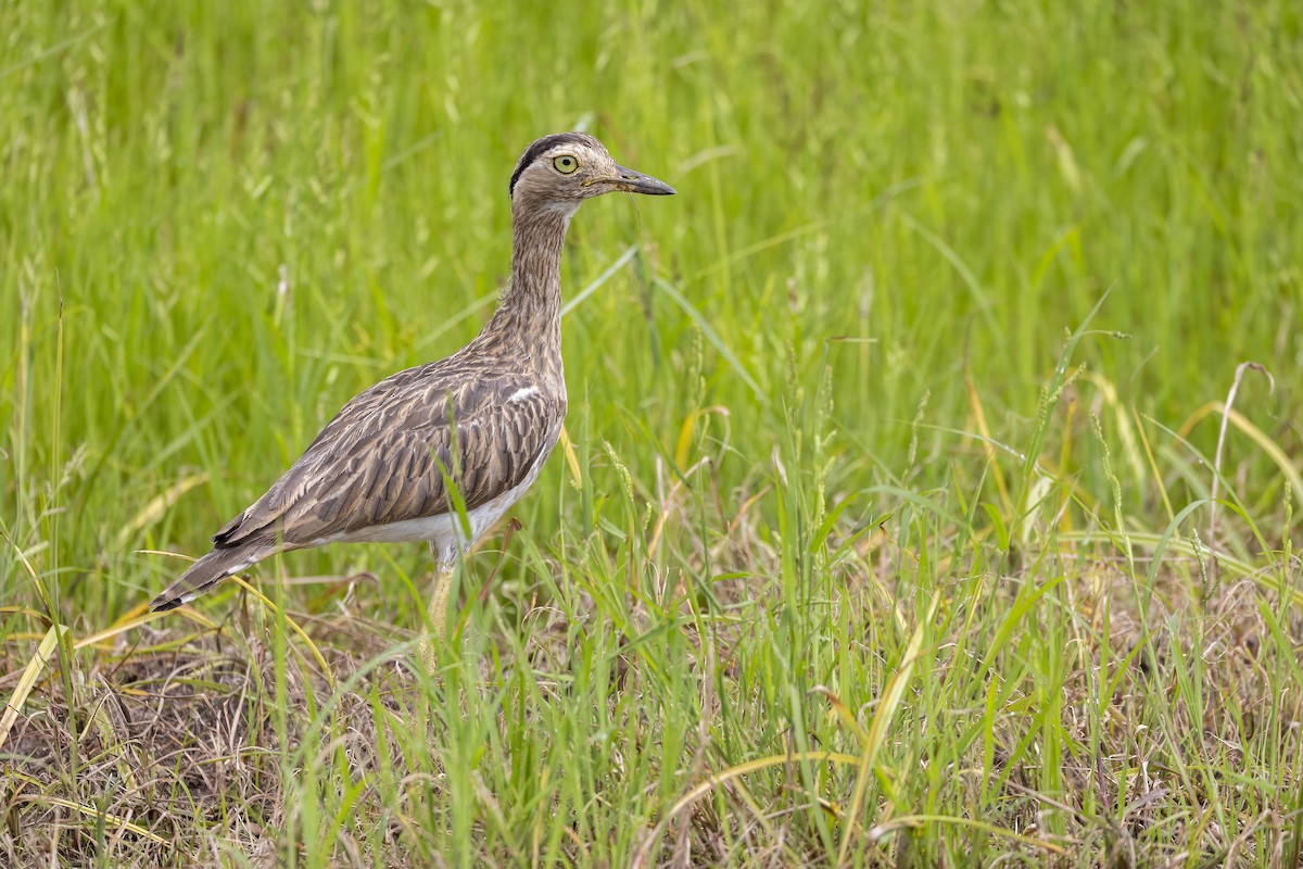 Double-striped Thick-knee - ML629006185