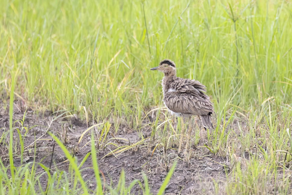 Double-striped Thick-knee - ML629006233