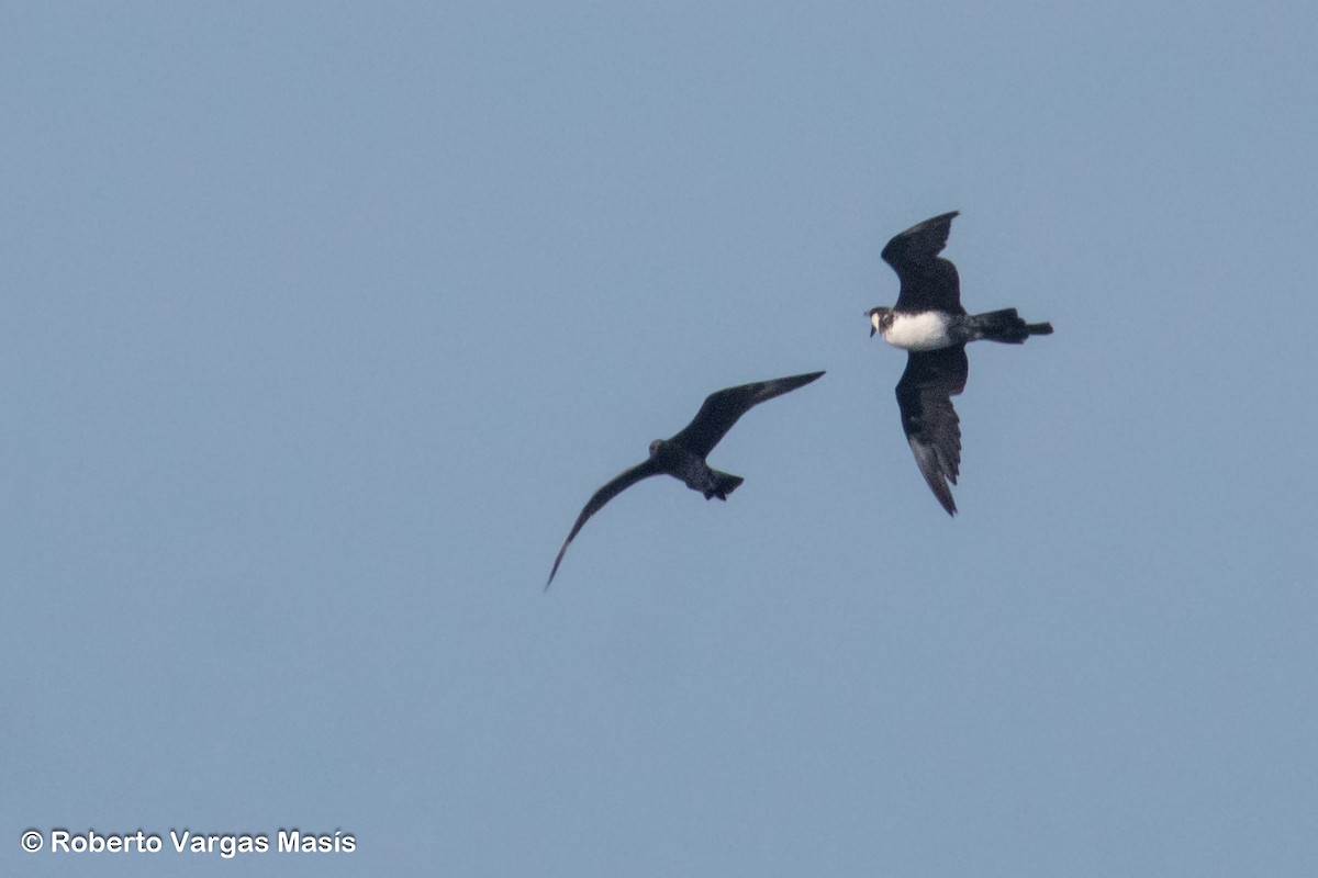 Pomarine Jaeger - ML629006289