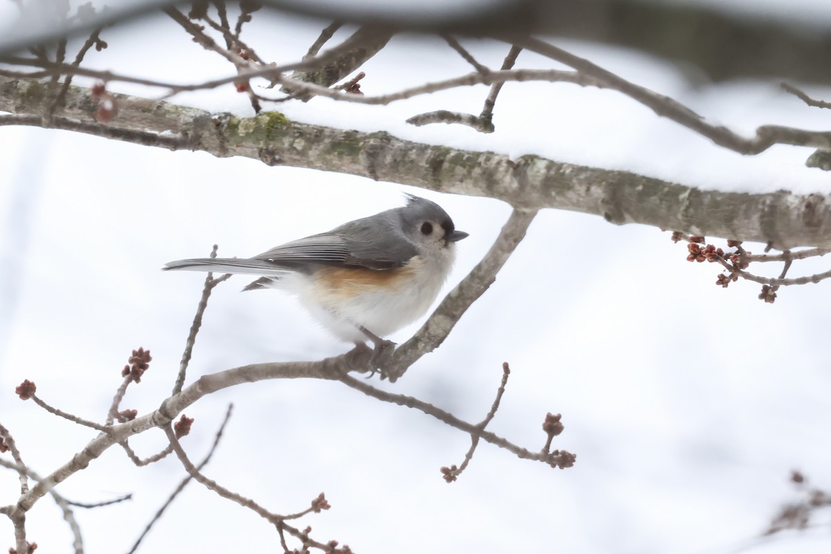 Tufted Titmouse - ML629006292