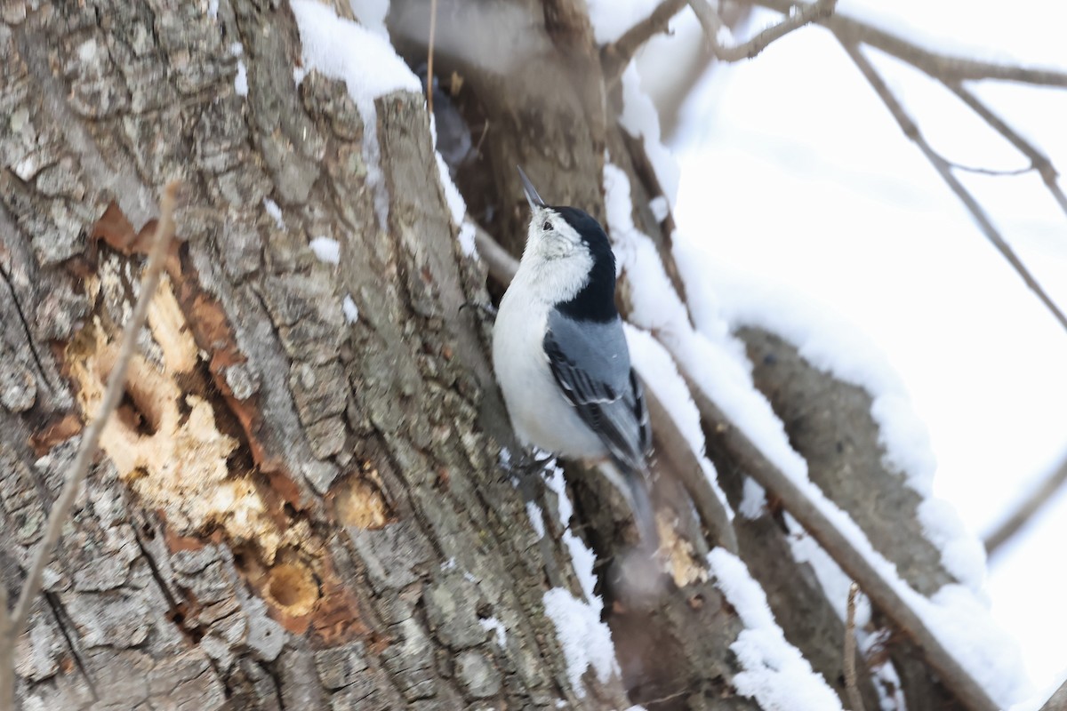 White-breasted Nuthatch - ML629006301