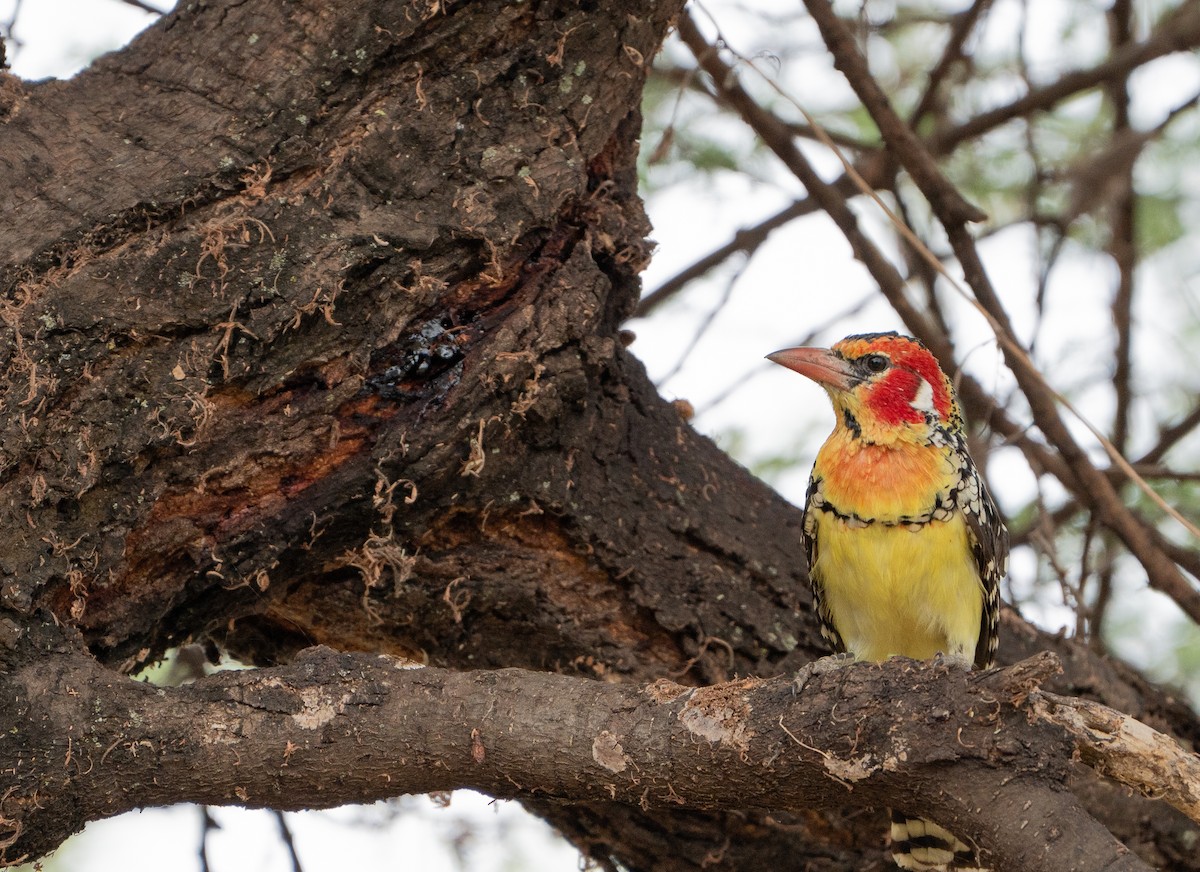 Red-and-yellow Barbet - ML629006309