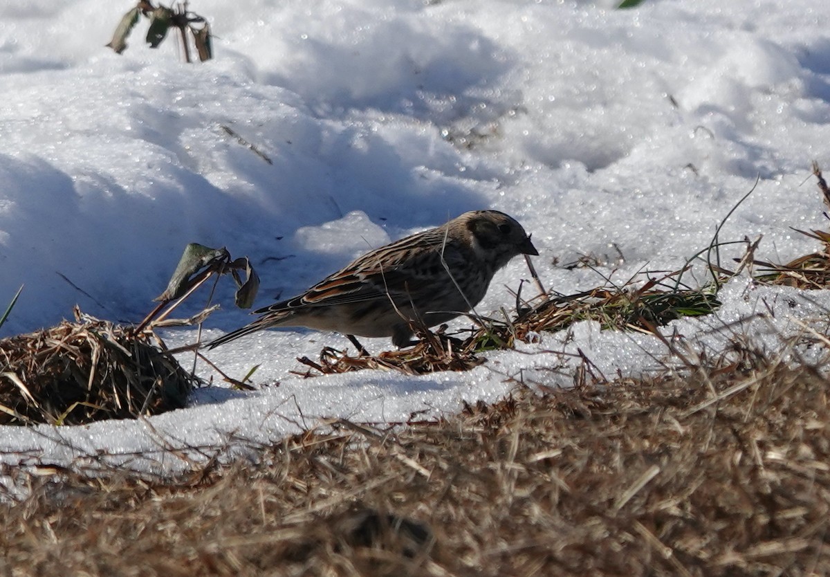 Lapland Longspur - ML629006313