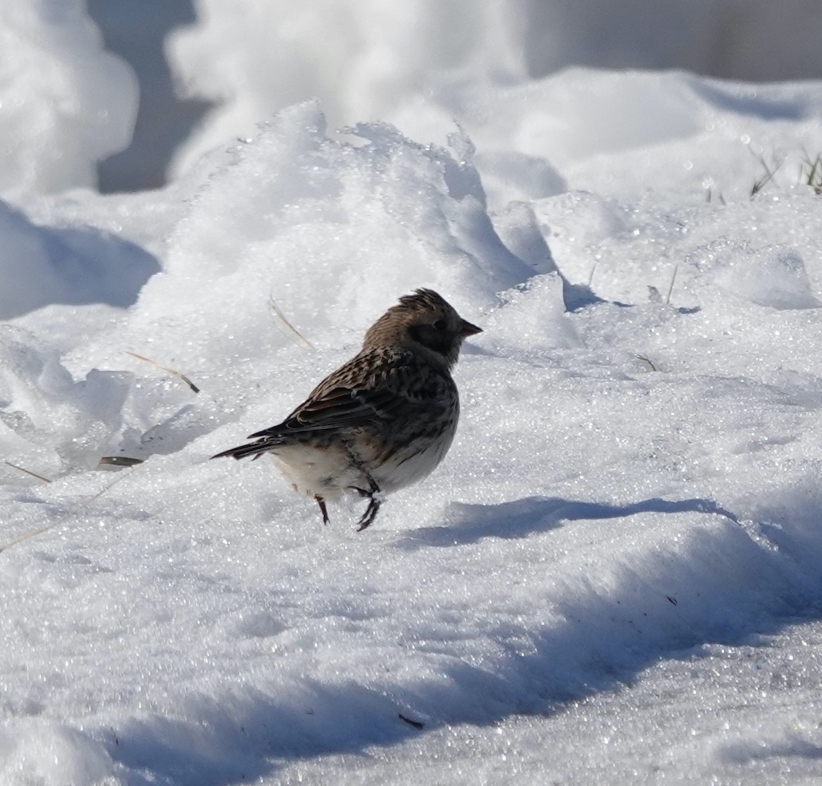 Lapland Longspur - ML629006321