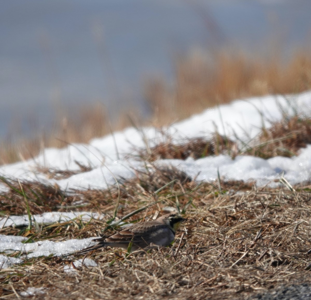 Horned Lark - ML629006333