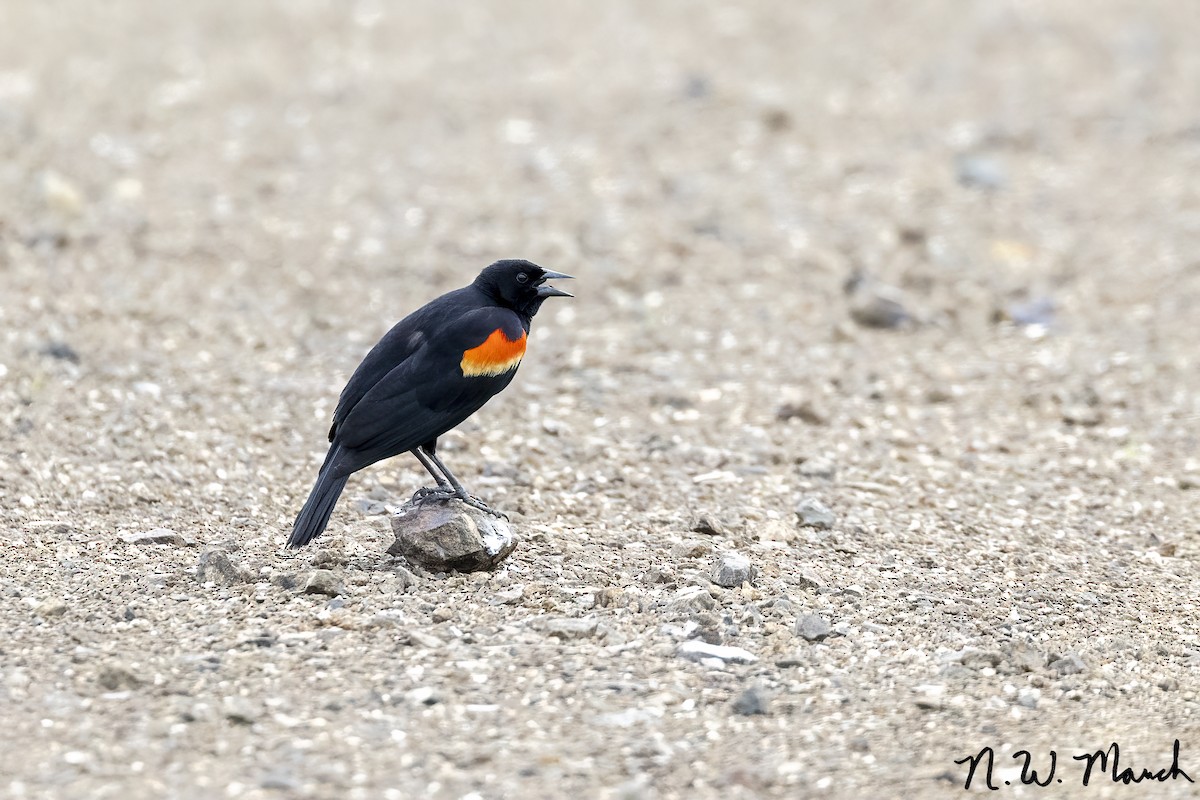 Red-winged Blackbird - ML629006346