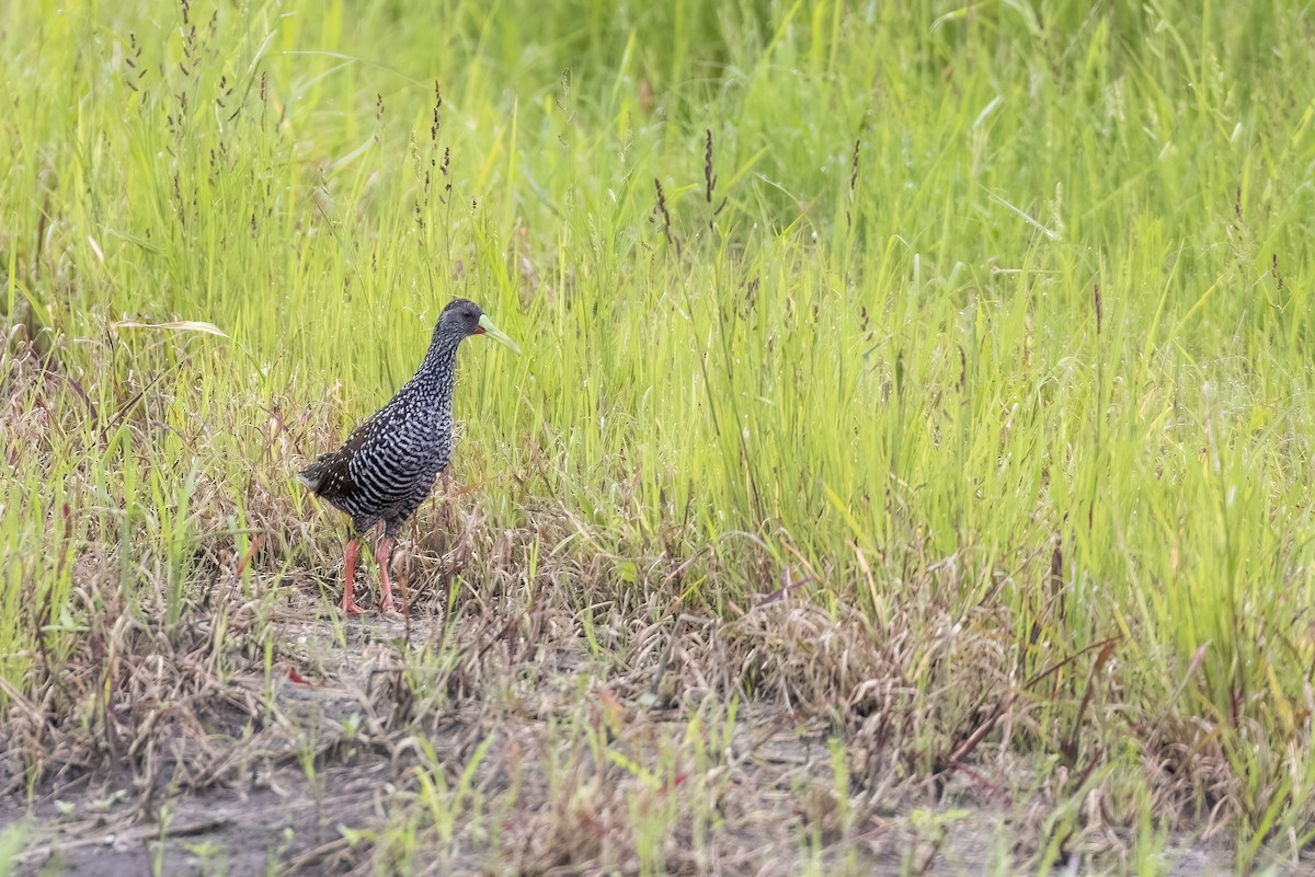 Spotted Rail - ML629006393