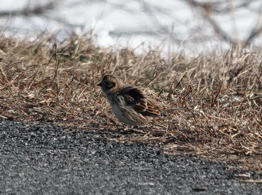 Lapland Longspur - ML629006429