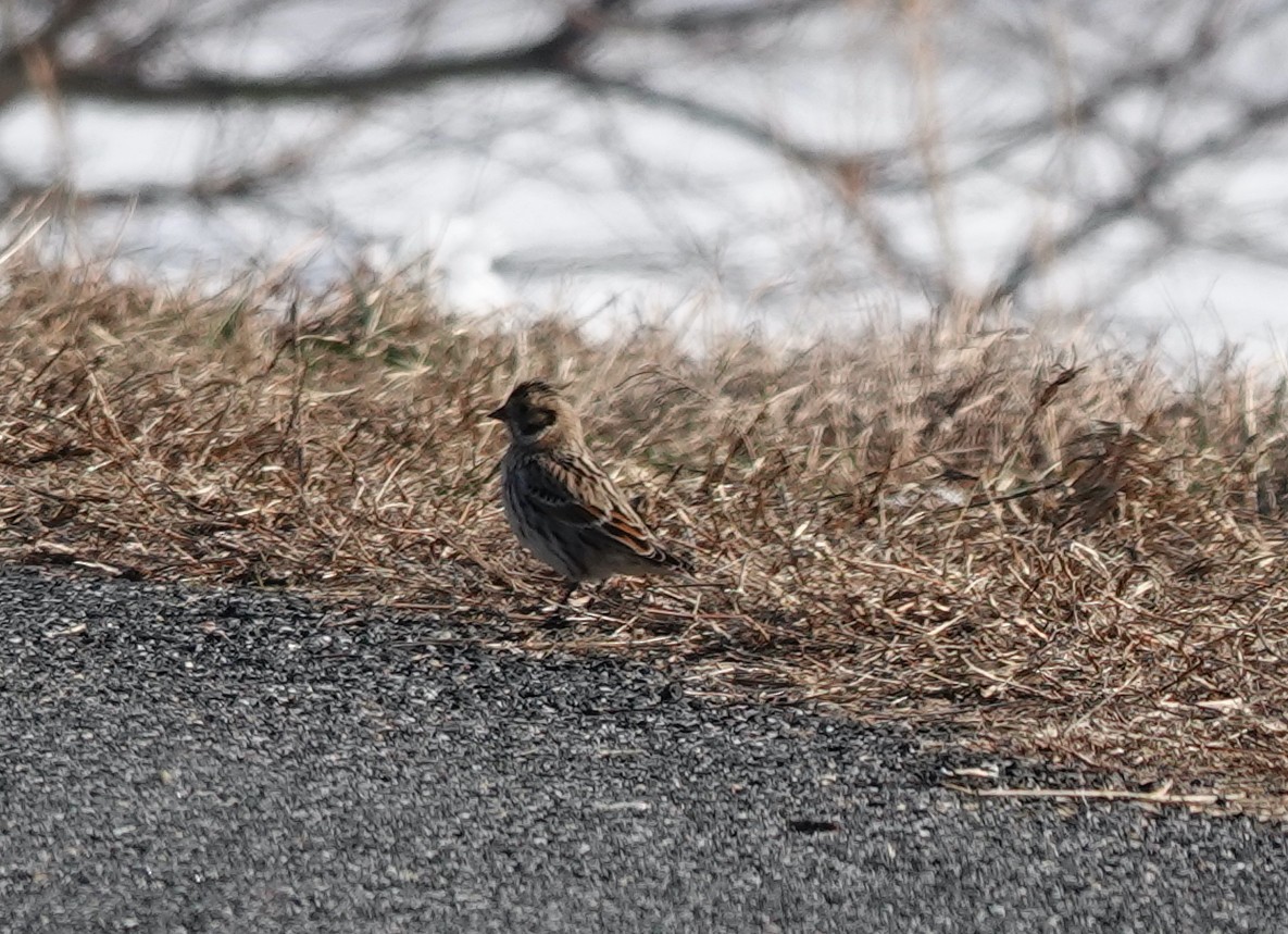 Lapland Longspur - ML629006431