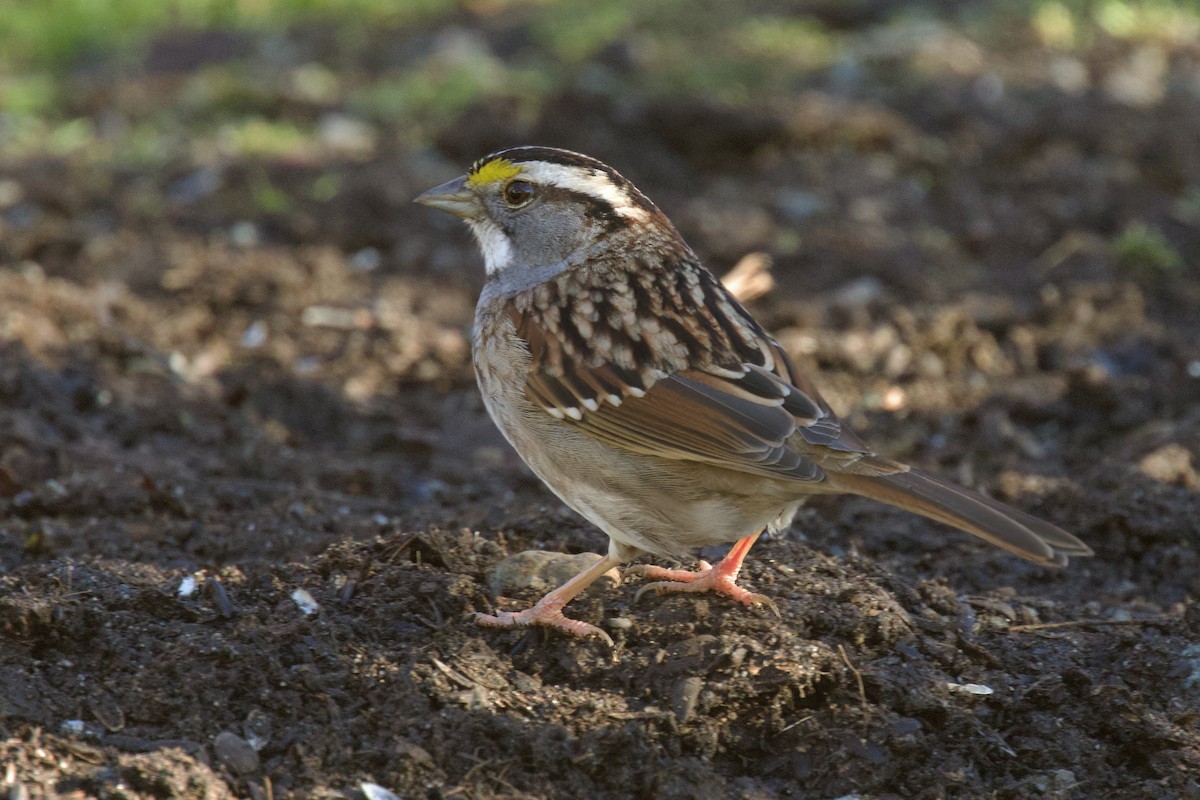 White-throated Sparrow - ML629006488